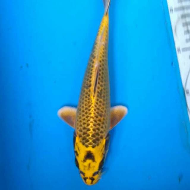 Mukasi