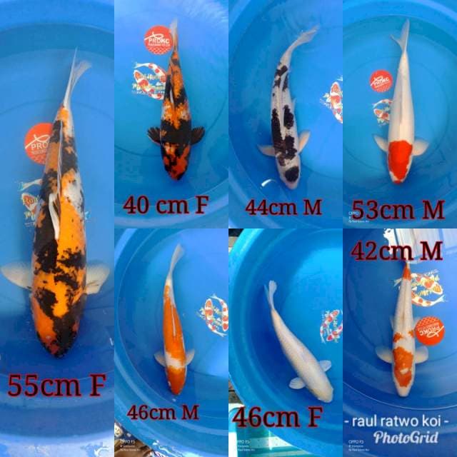 MiX jumbo ngurangi populasi