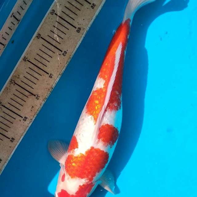 Ginrin kohaku