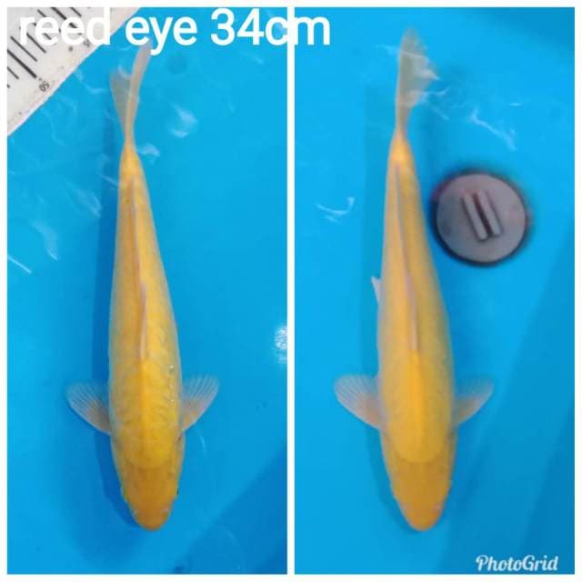 Aragoke red eye