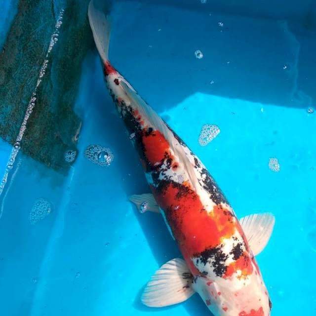 Beni kiko male
