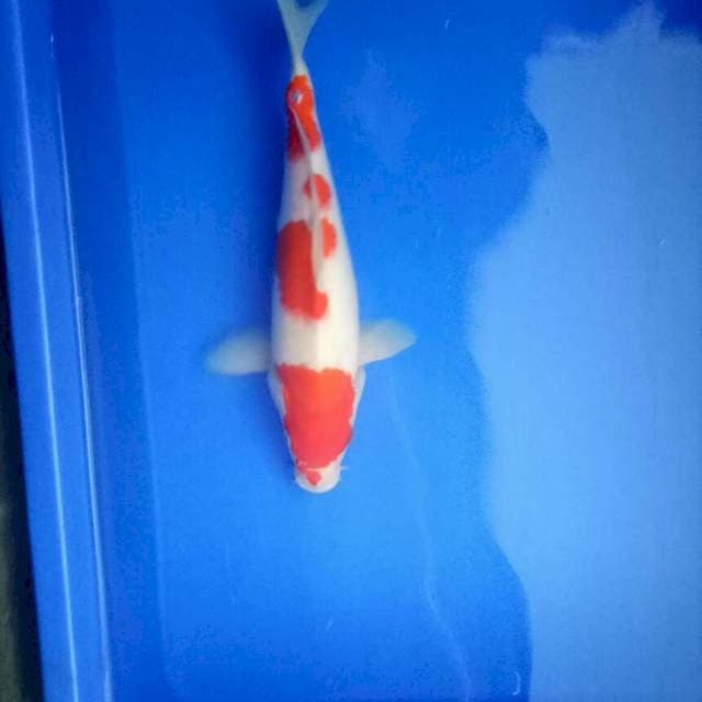 KOHAKU 4 CEPLOK