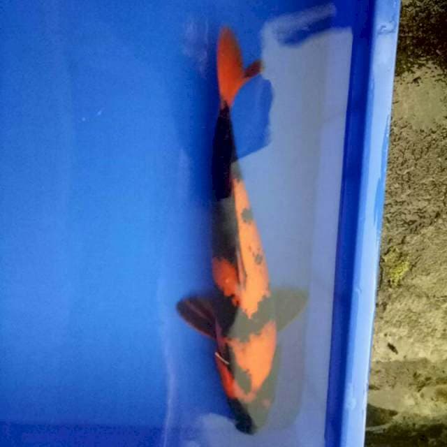 HI-UTSURI WARNA SOLID