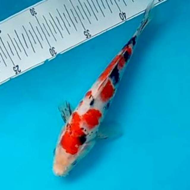SANKE #27CM