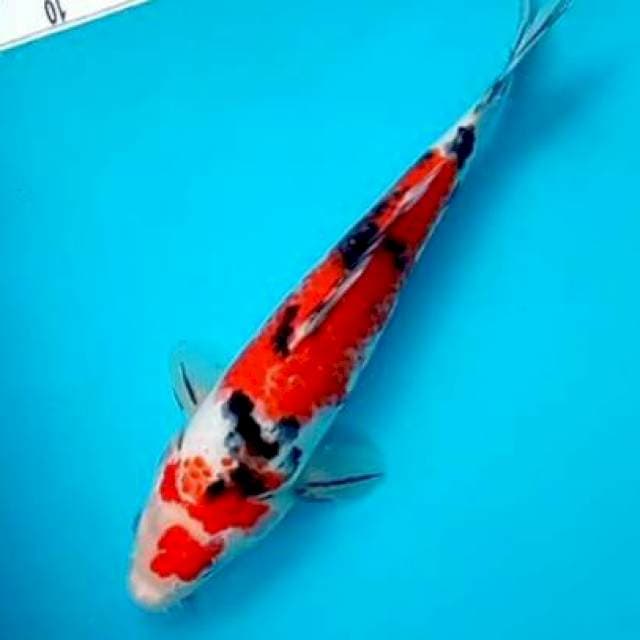 SANKE #28CM