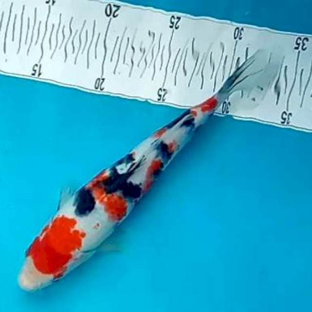 SANKE #27CM