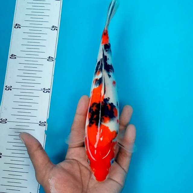 SANKE #27CM