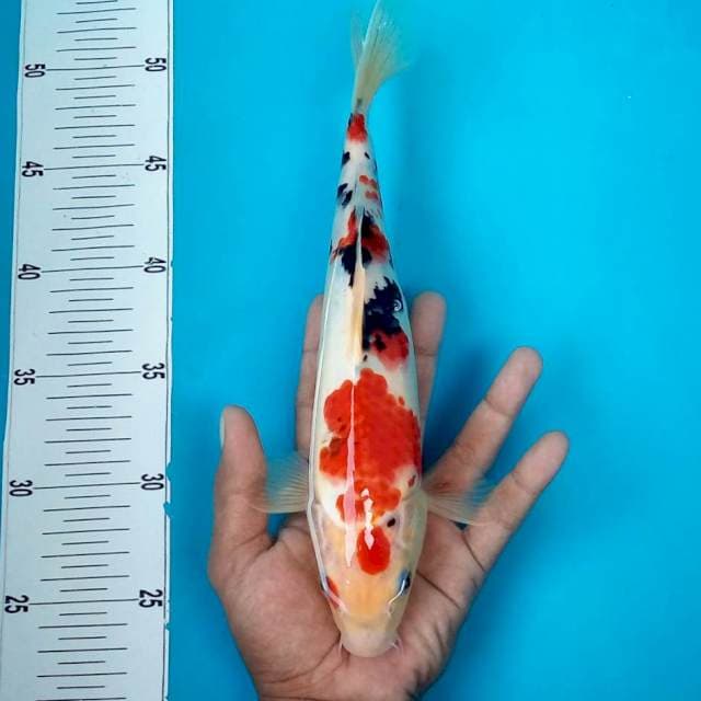 SANKE #28CM