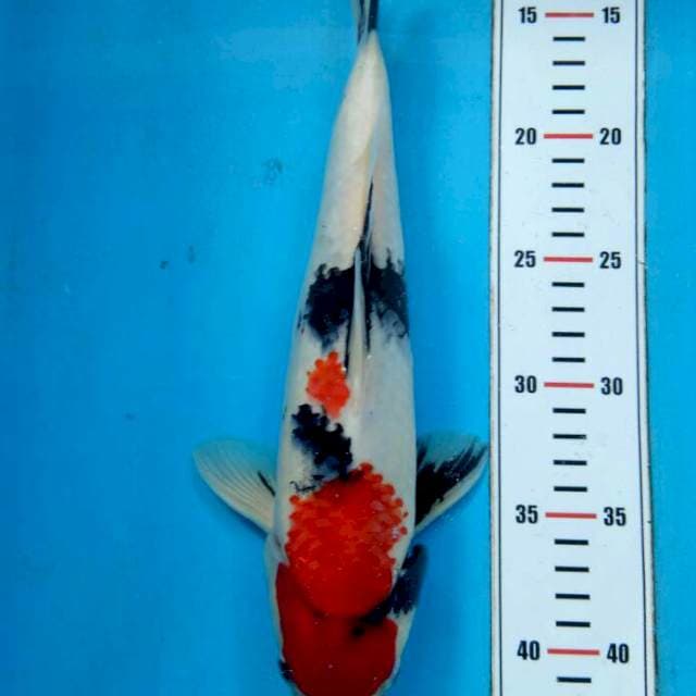 Showa Red Setrong 32cm