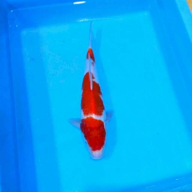 Kohaku
