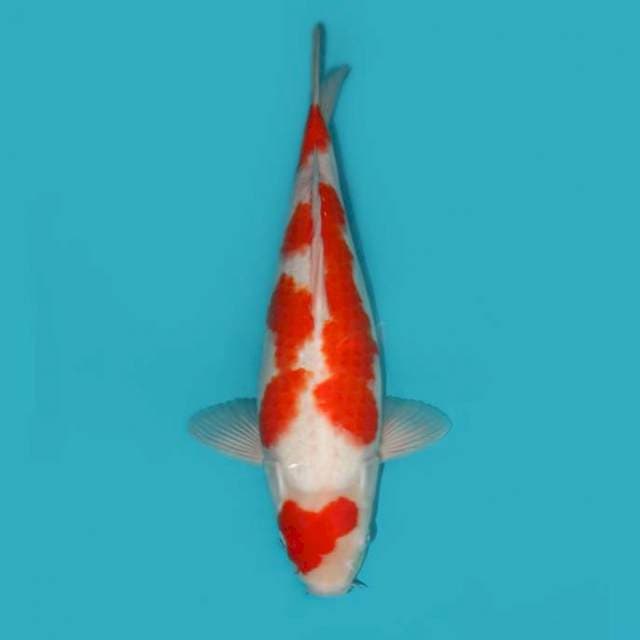 KOHAKU 36 CM