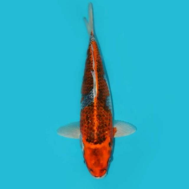 GOSHIKI 37 CM