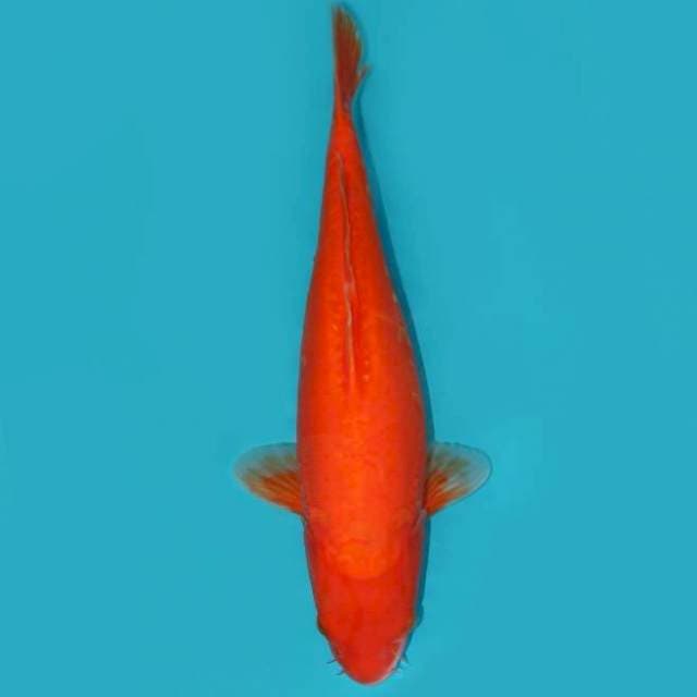 BENIGOI DOITSU 36 CM