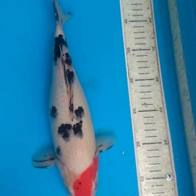 Tancho sanke 32cm