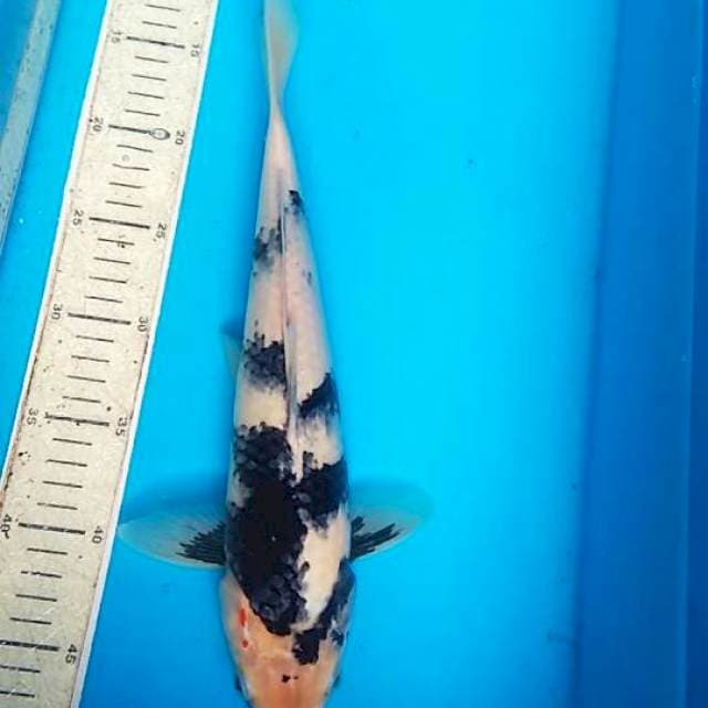 Shiro 36cm