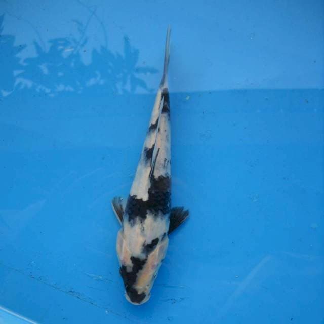 Shiro F1