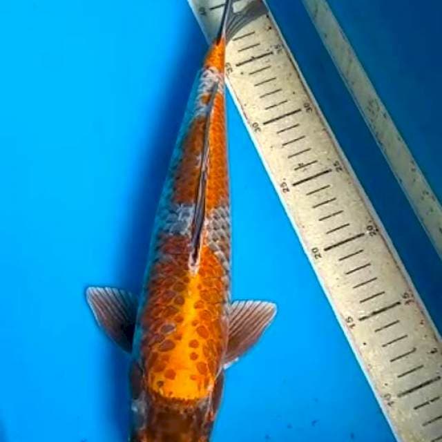 Kiko 35cm