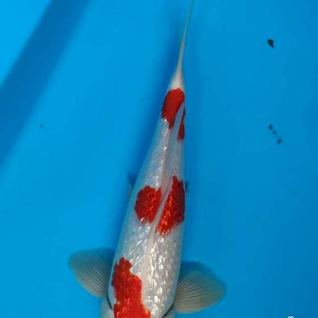 Maruten kohaku ginrin