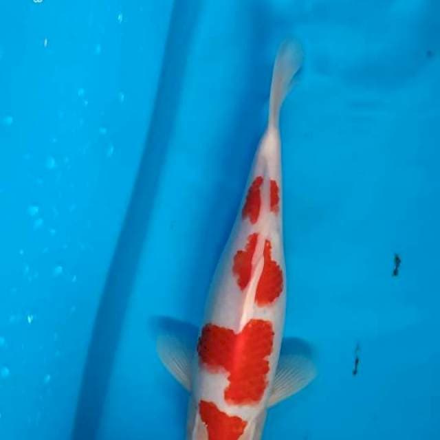 Kohaku