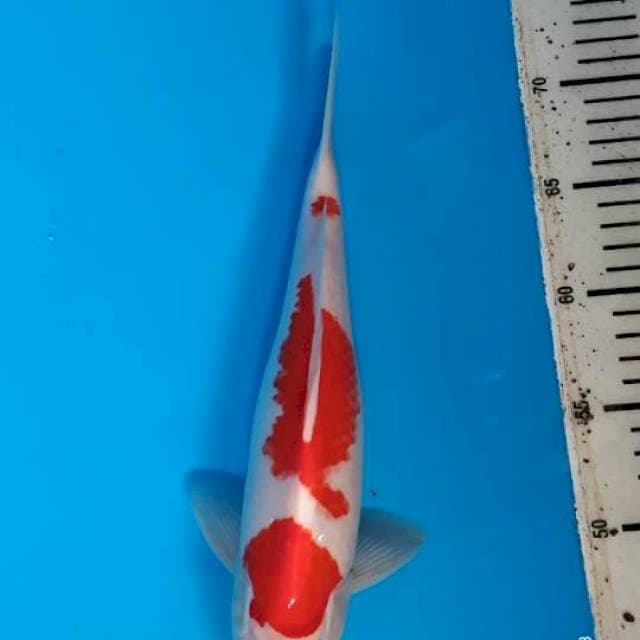Kohaku