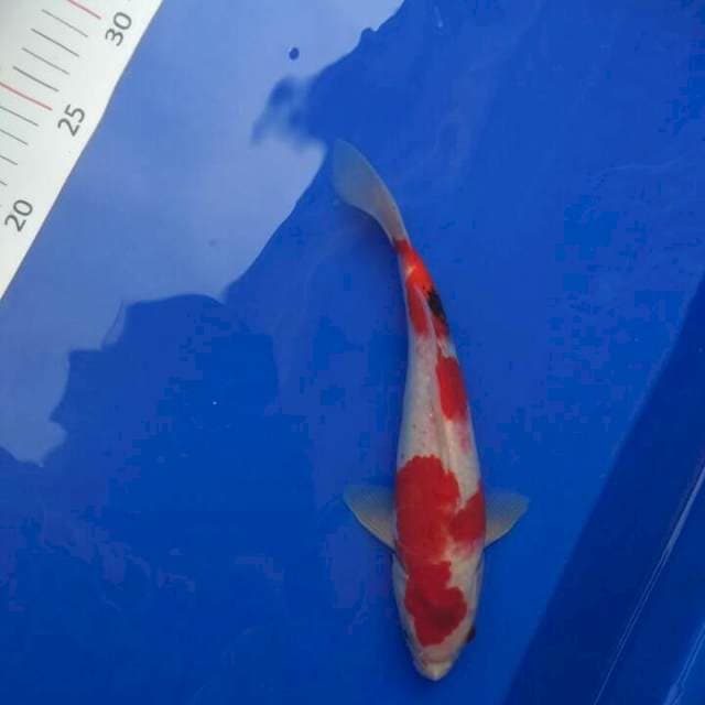 Showa Merah Menyala