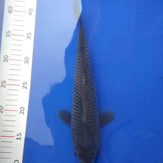 Tancho Ochiba Grey