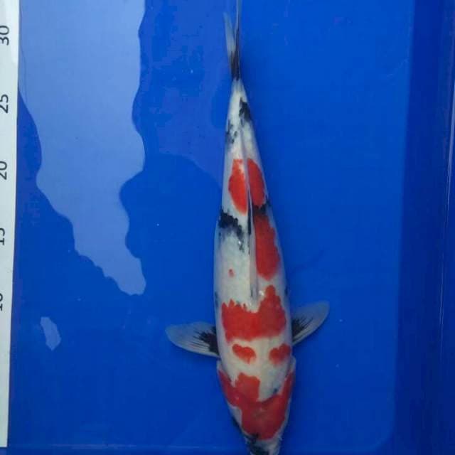 Showa Merah Pedas Panas