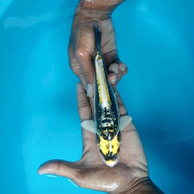 Kabuto