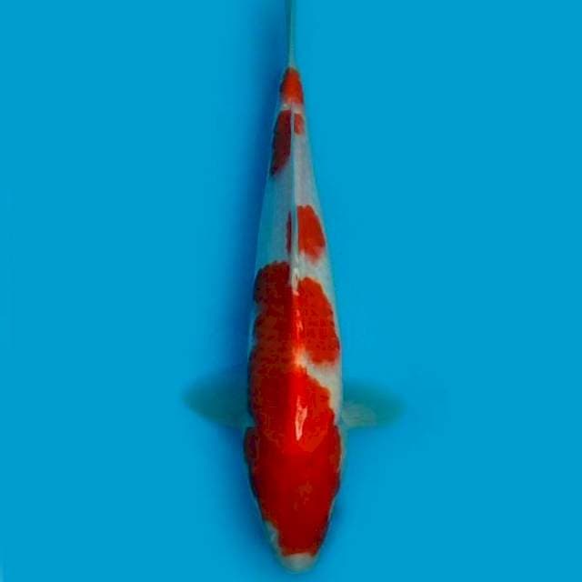 30CM - KOHAKU