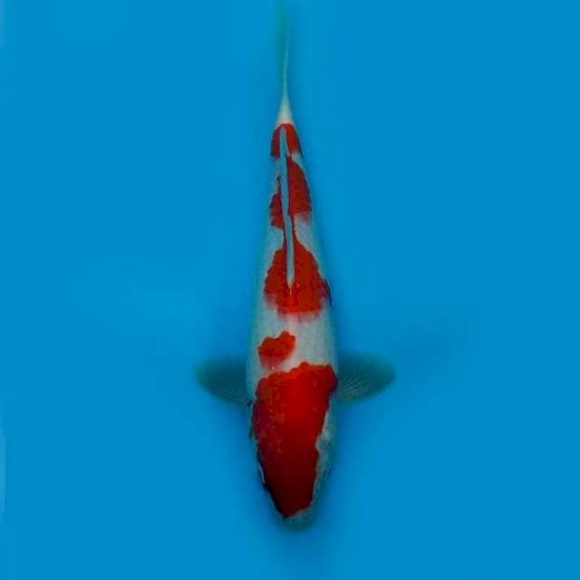29CM - KOHAKU