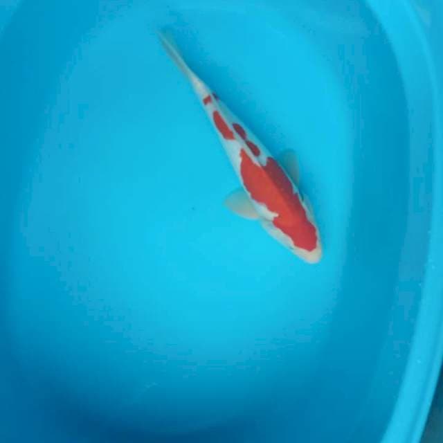 Nasuma kohaku
