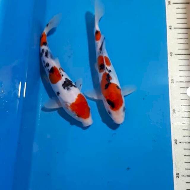 SANKE DOITSU SHOW QUALITY 21&22 CM