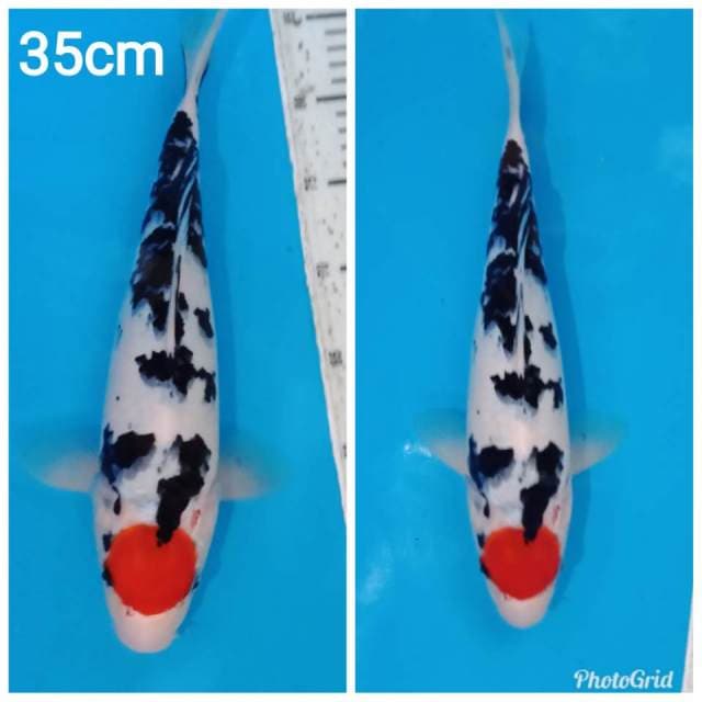 Tancho sanke merah merona cuting merapikan