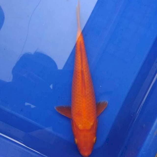 Benigoi Orenjo