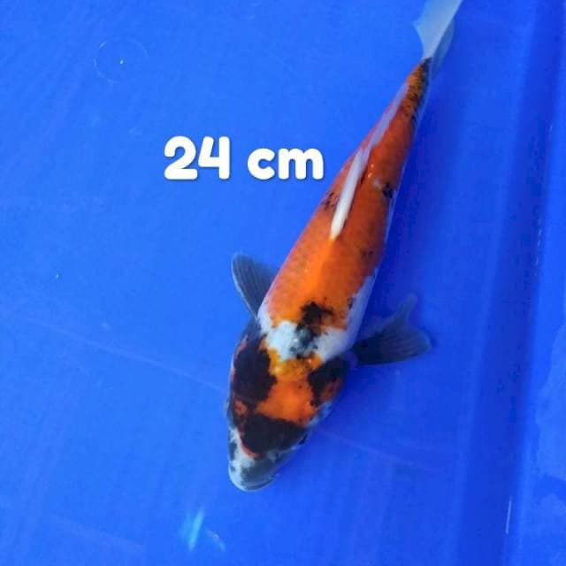 Showa Tategoi 24 cm