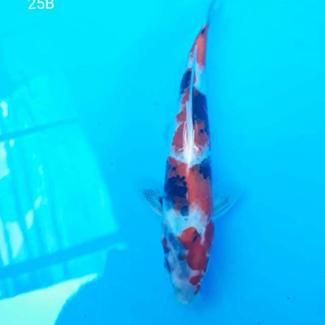 Kindai Showa 25 cm