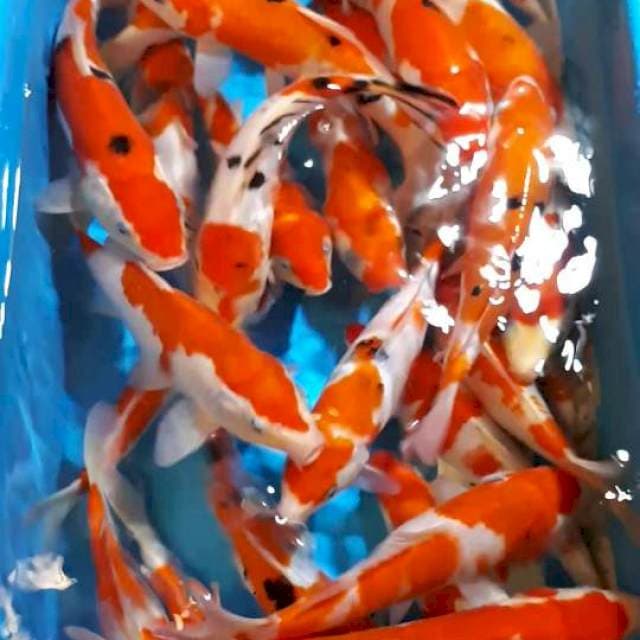 SANKE KOHAKU SIZE 23 SAMPAI 26 CM 30 EKOR