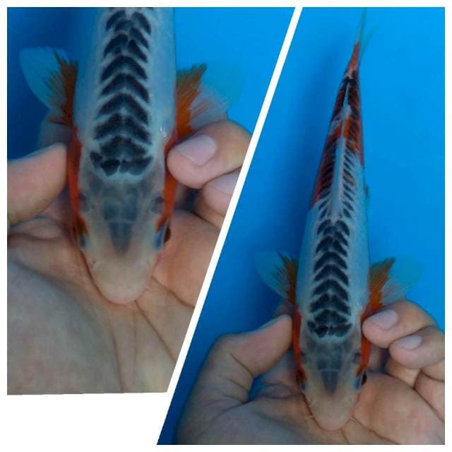 Shusui ring rapih 24 cm
