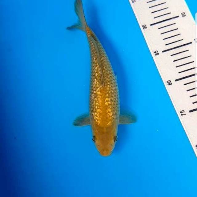 Midori Ginrin F1 25cm Jantan