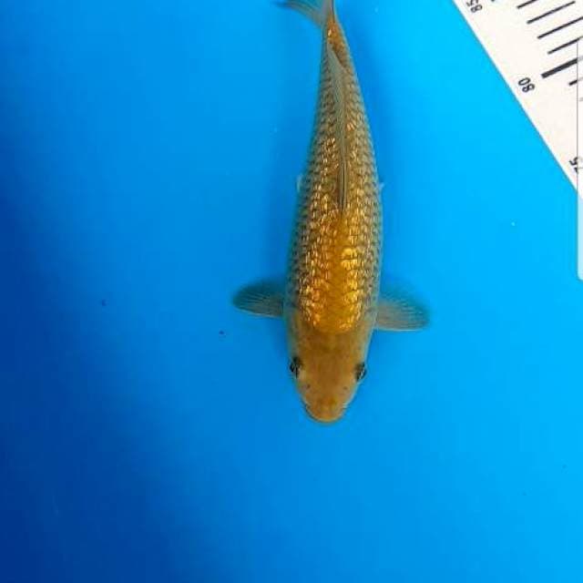 Midori Ginrin F1 25cm Jantan
