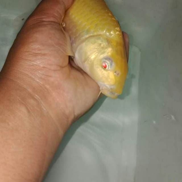 Karasi mata merah