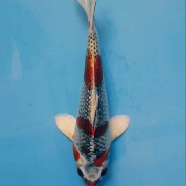 kujaku f1 kaneko