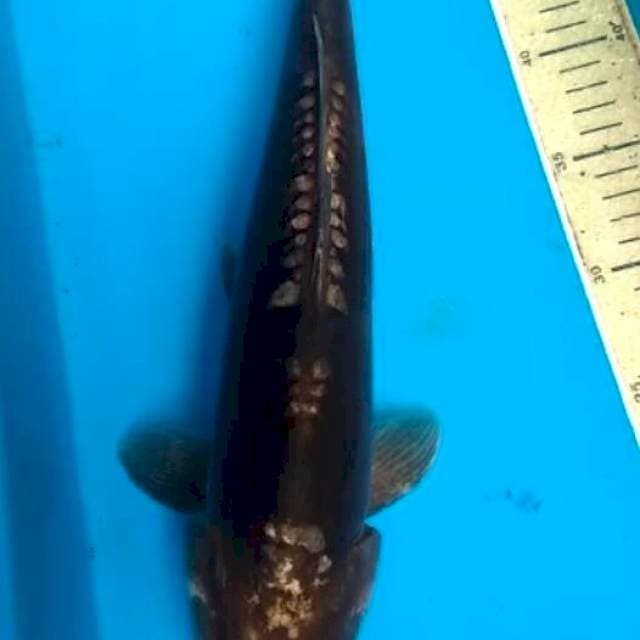 Aragoke 38cm