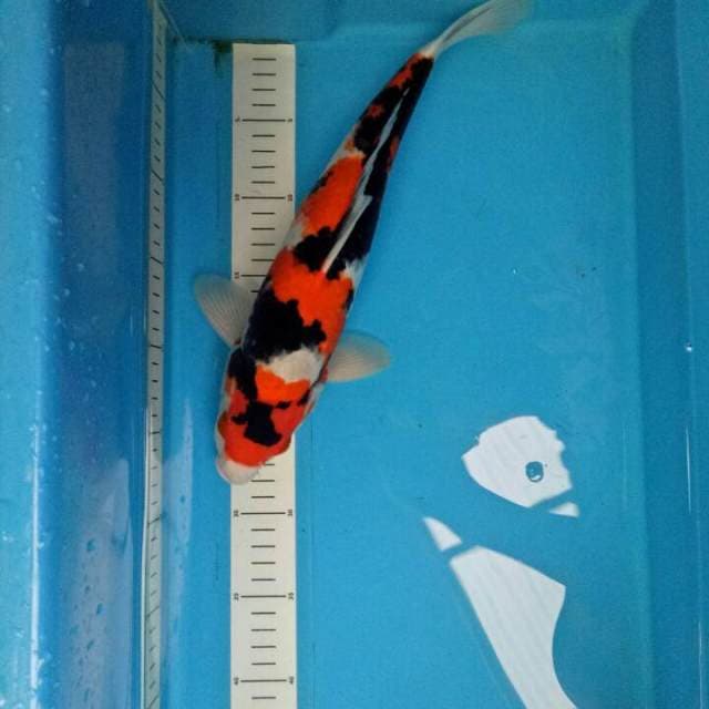 Showa ANTIK Moto AKA 35 CM
