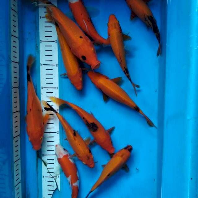 Paketan