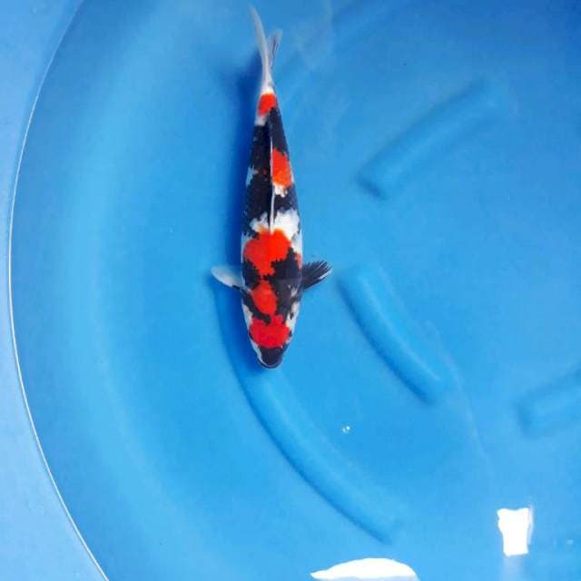 Showa shansoku