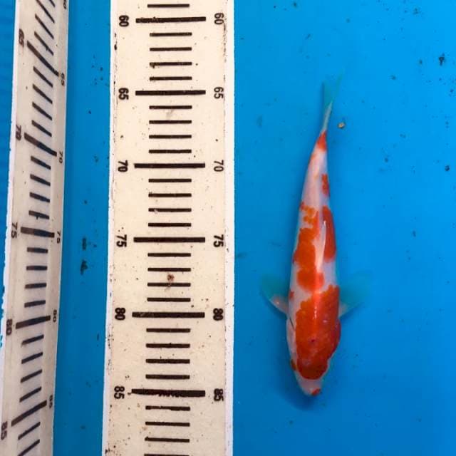 Kohaku kucibeni Ori