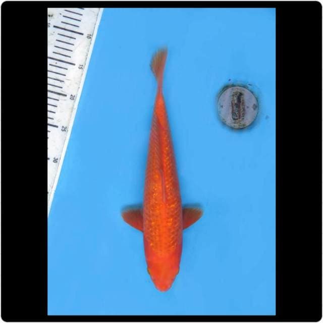 35cm - Male - Benigoi Full Ginrin
