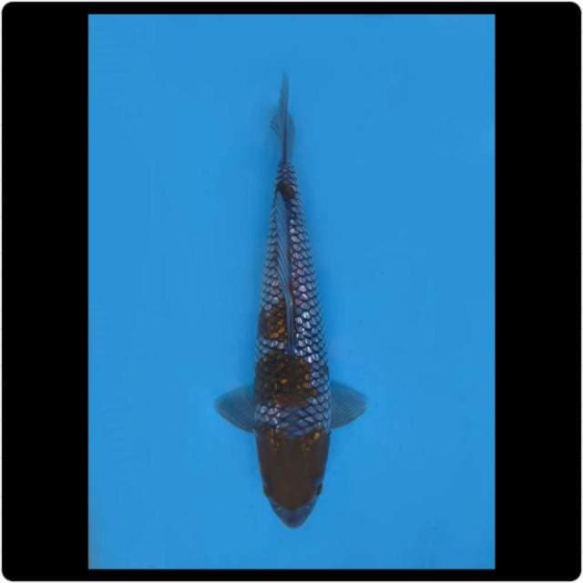 41cm - Jumbo Ochiba Full Ginrin