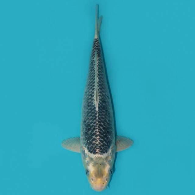 ASAGI 37 CM
